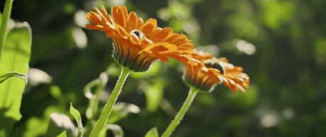 Adelaide Hills Organics calendula brand clip