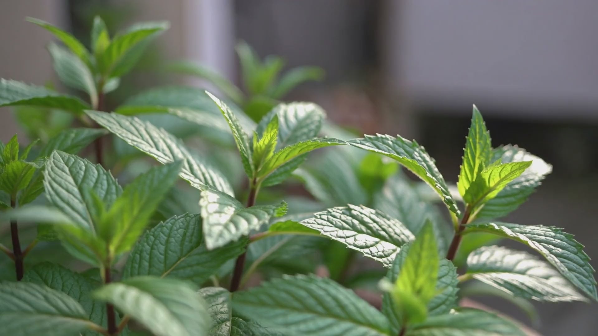 Peppermint leaves in a herb garden