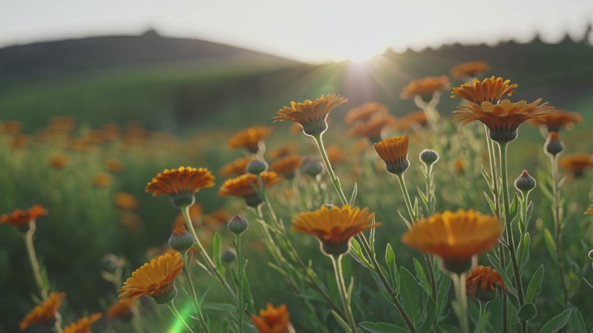Calendula flowers in the sun