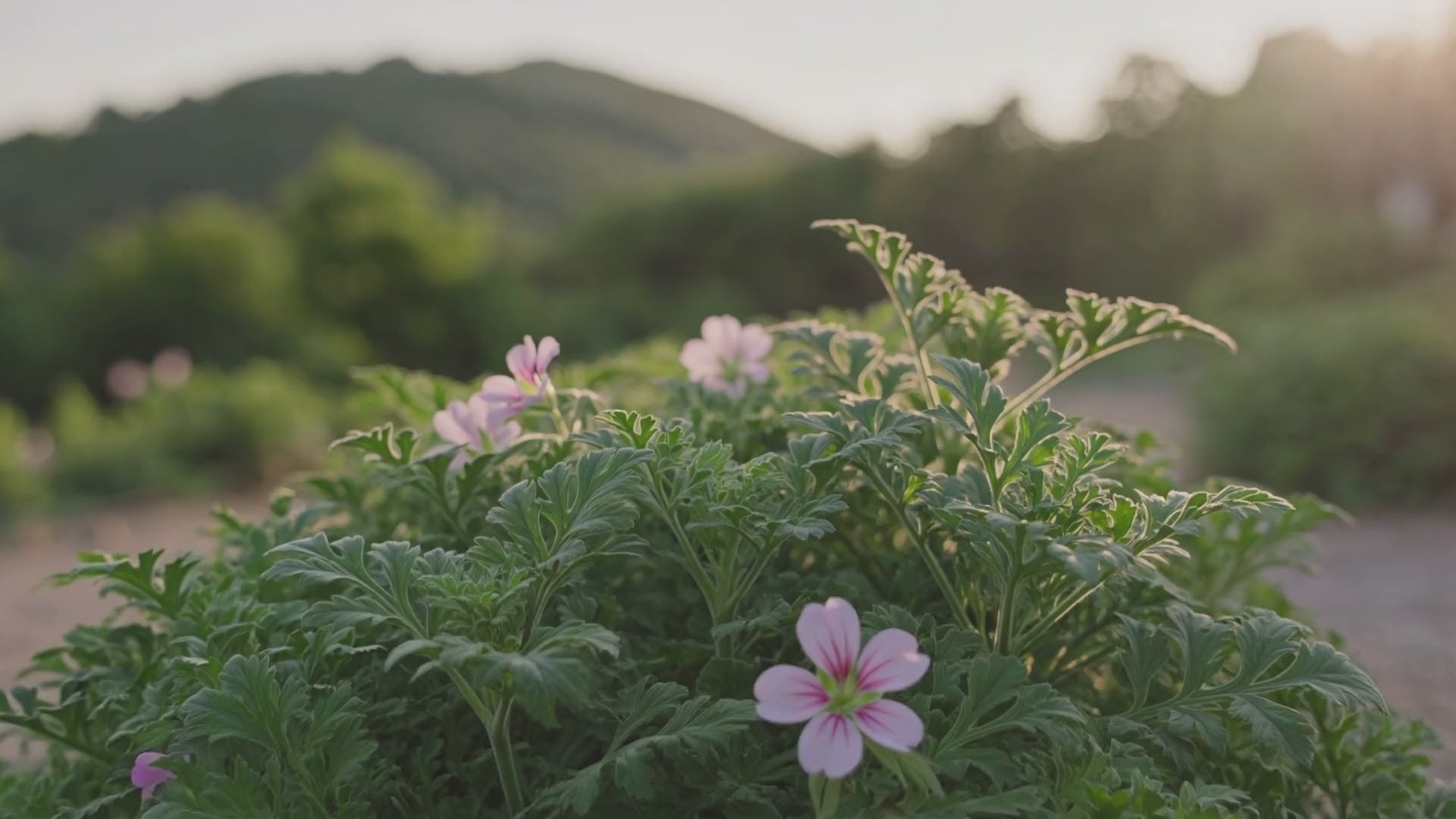 Rose geranium plant in a garden